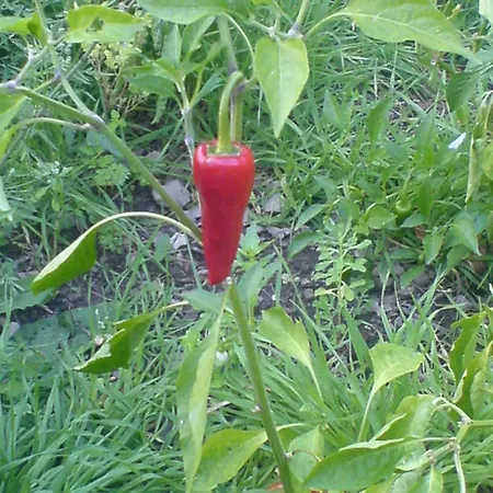 Bed and Breakfast Barrani Corniglia