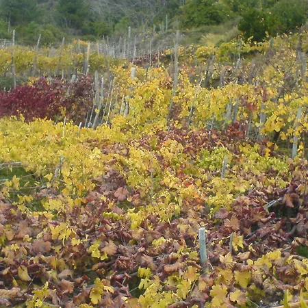 Barrani