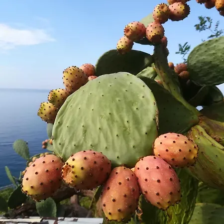 Barrani コルニリア